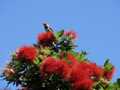 Pohutukawa sparrow